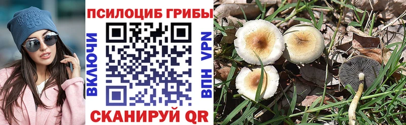 купить   Балашов  Галлюциногенные грибы Psilocybe 